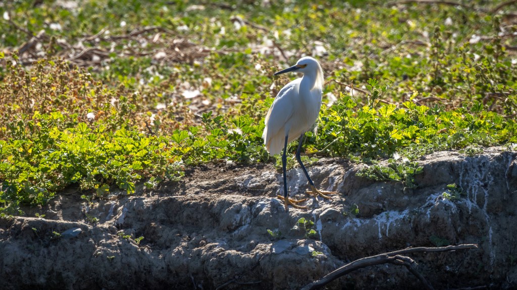 A white heron standing on a rocky shoreline surrounded by green vegetation.