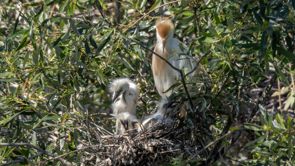 A parent bird tending to its chicks in a nest surrounded by green foliage.