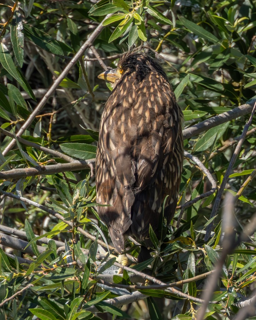A bird perched on branches, partially hidden by leaves, showcasing a mix of brown and tan plumage.