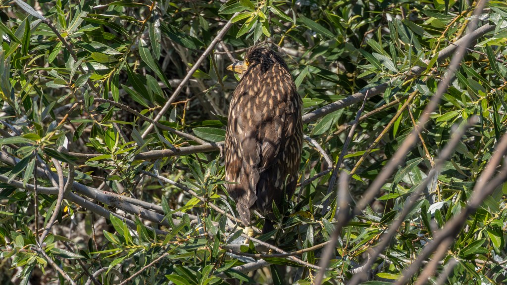 A bird perched among green foliage, partially obscured by branches, showcasing its brown and patterned feathers.