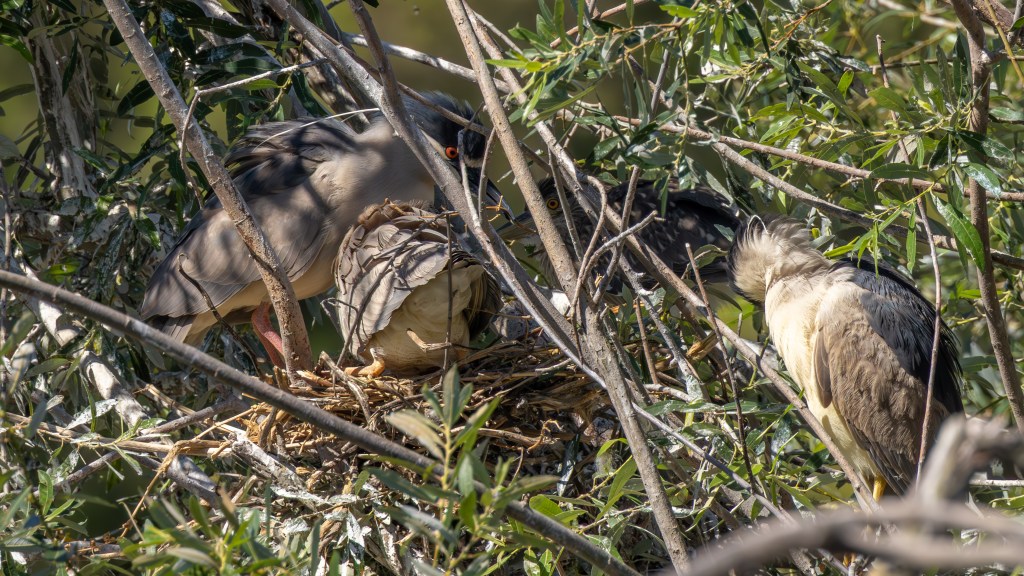 A pair of adult birds tending to their nest among branches, with one bird sitting on the nest and another nearby, surrounded by leafy foliage.