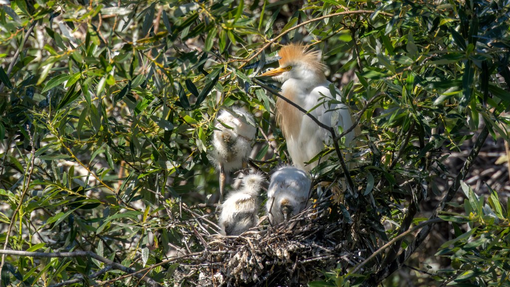A heron standing in a nest surrounded by green foliage, with three chicks visible in the nest.