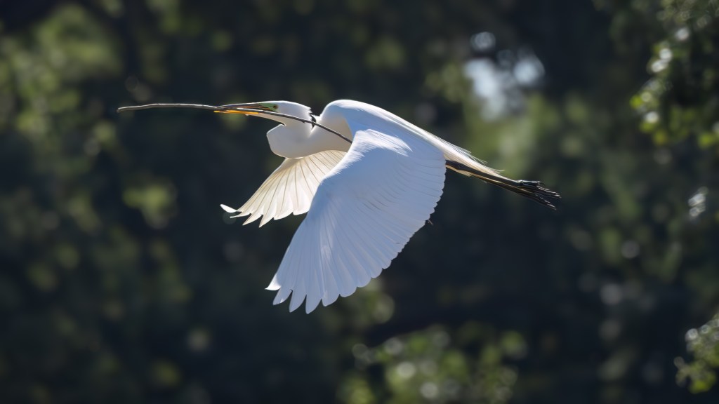 A white bird in flight, carrying a stick in its beak against a blurred green background.