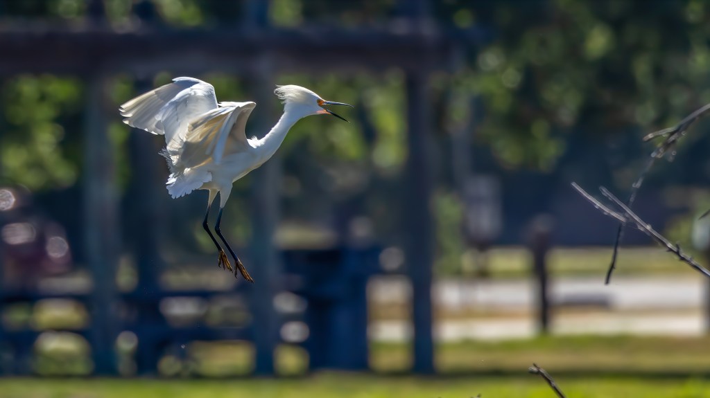 A white bird with long legs and wings, flying in the air against a blurred natural background.
