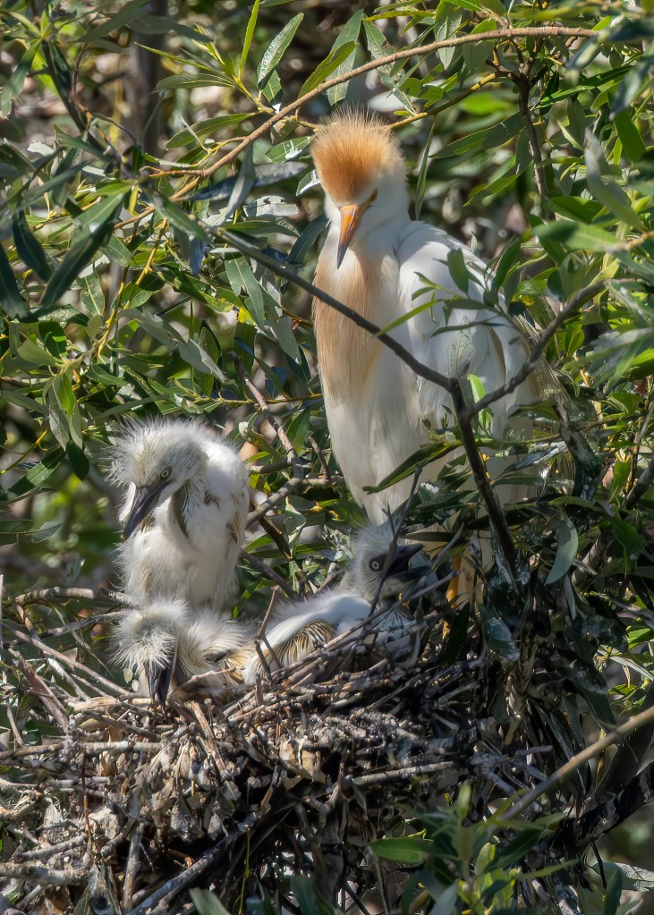 A parent bird stands beside two fluffy chicks in a nest surrounded by green foliage.