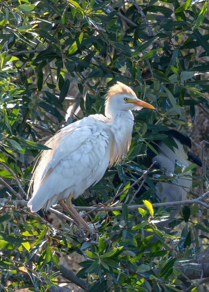 A white bird with a golden crest perched on branches surrounded by green leaves.