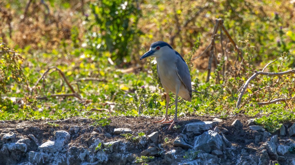 A black-crowned night heron standing on a rocky edge with a vibrant green background of foliage.