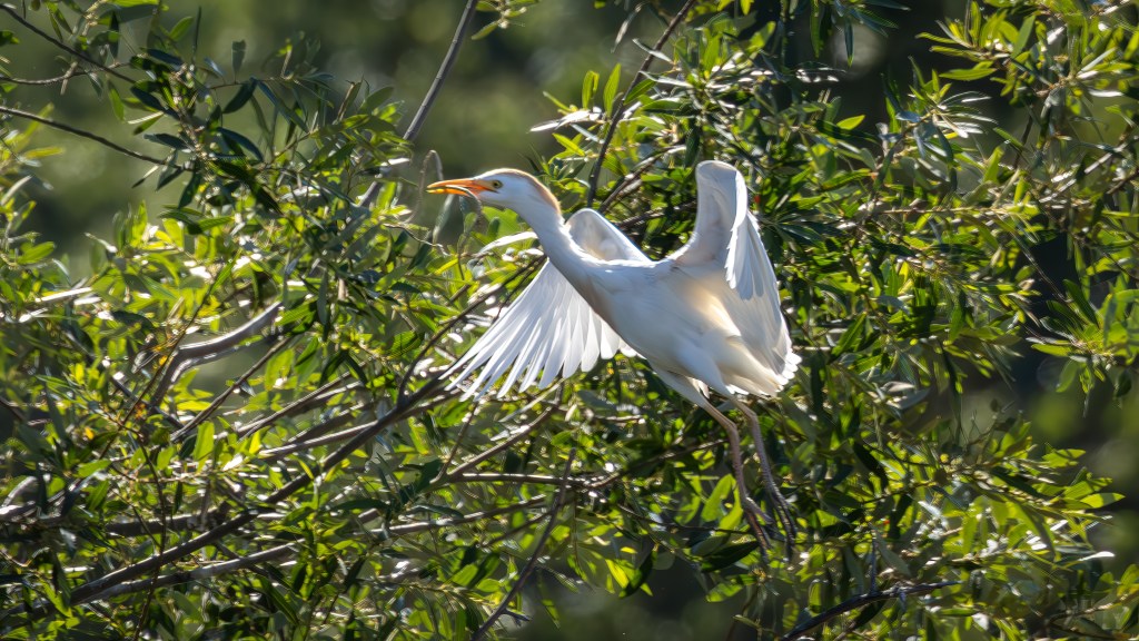 A white bird with outstretched wings perched on a tree branch, surrounded by green leaves.