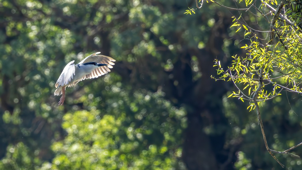 A bird in flight with outstretched wings against a blurred green background of trees.