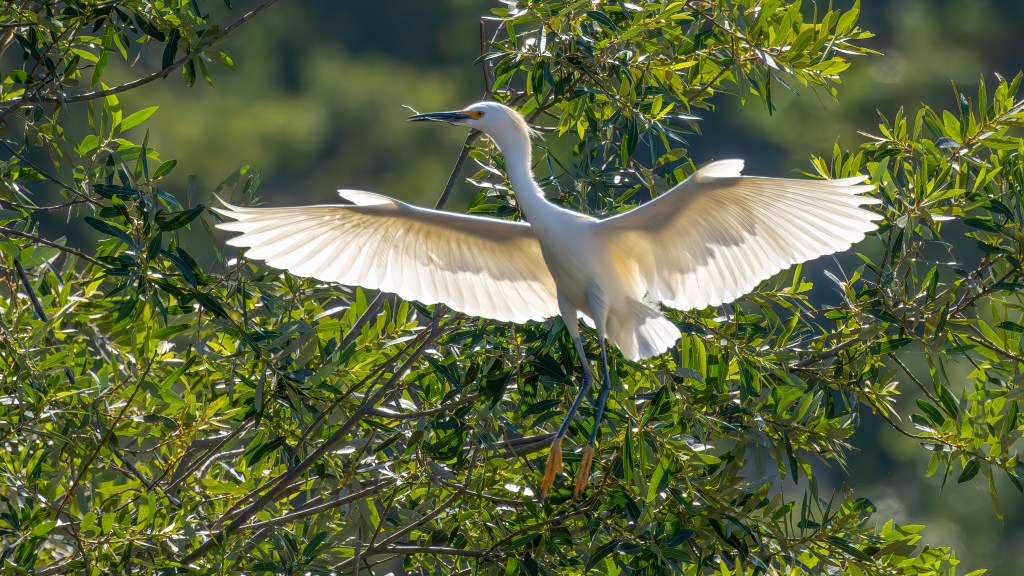 A white bird with outstretched wings perched among green foliage, showcasing its elegant plumage in sunlight.