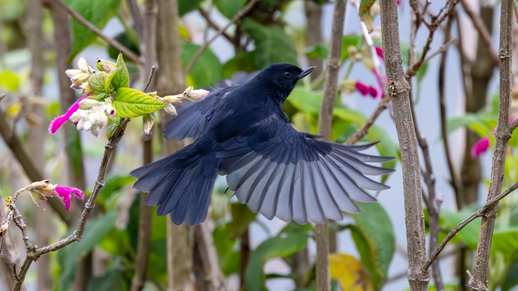A black bird with outstretched wings flying near colorful flowers and green foliage.