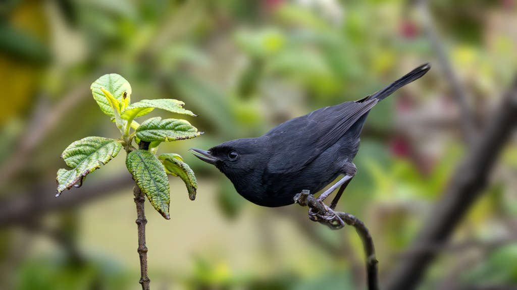 A black bird perched on a branch near green leaves, surrounded by a blurred natural background.