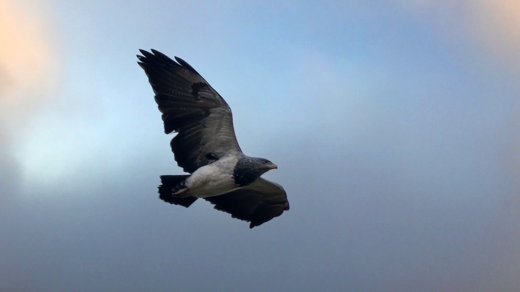 A bird in flight against a cloudy sky, showcasing its wings in a graceful glide.