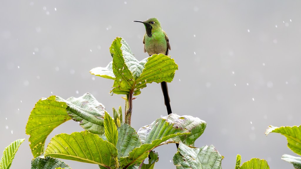 A green bird perched on leaves during rainfall, with soft droplets visibly falling around.