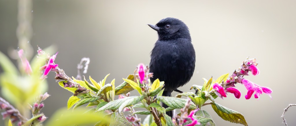 A black bird perched on vibrant pink flowers, surrounded by green foliage.