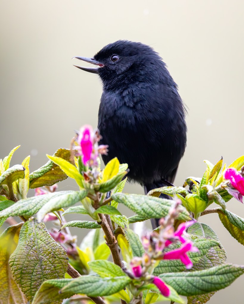 A close-up of a black bird perched on a flowering plant with pink blooms.