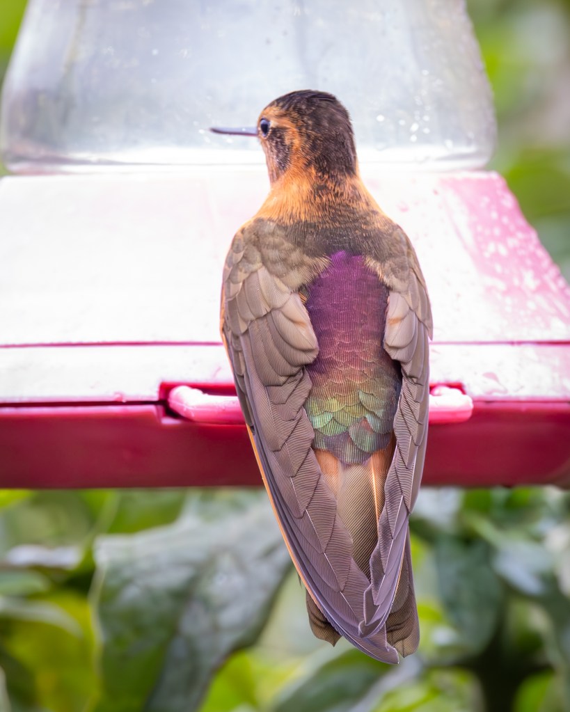 A close-up of a hummingbird perched on a red feeder, showcasing its colorful plumage, including iridescent greens and purples, with a blurred green background.