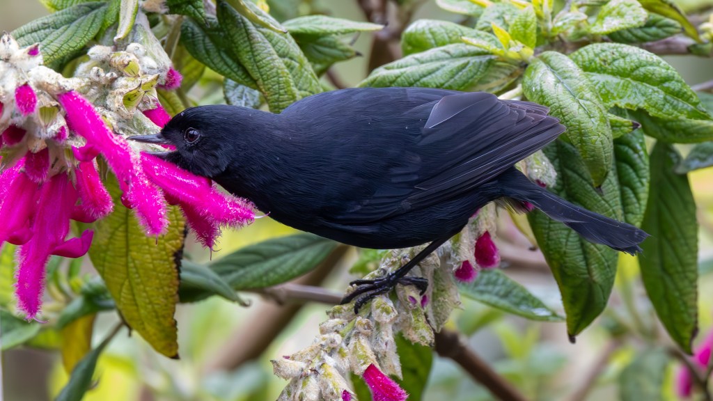 A black bird perched on a branch, feeding from bright pink flowers surrounded by lush green leaves.