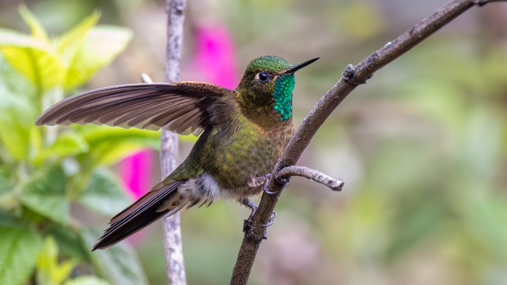 A hummingbird perched on a branch, displaying vibrant green and iridescent blue feathers, with one wing partially extended and a blurred background of foliage.