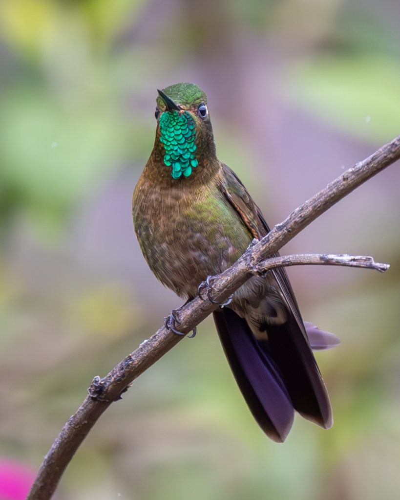 A close-up of a hummingbird perched on a branch, displaying iridescent green feathers on its throat and head against a blurred natural background.