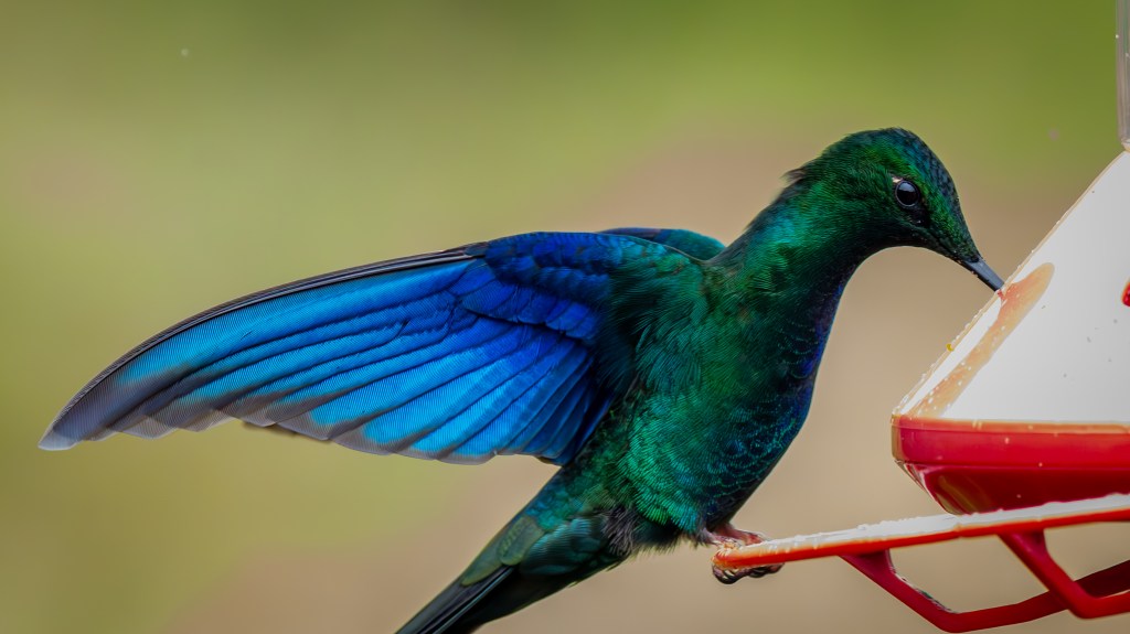 A vibrant hummingbird with iridescent green and blue feathers feeding from a red nectar feeder.