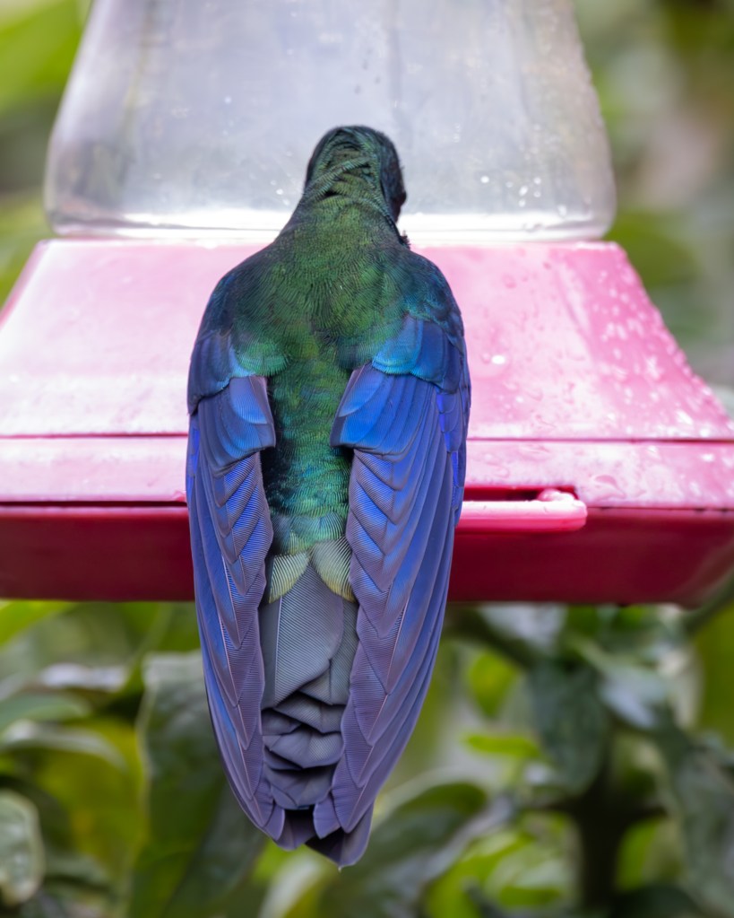 A colorful bird with iridescent green and blue feathers perched at a hummingbird feeder from a rear view.