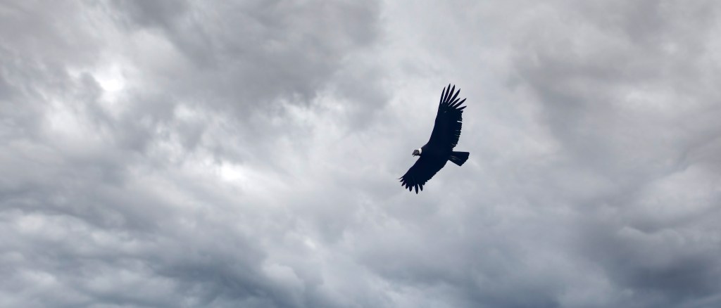A large bird of prey, possibly a vulture, soaring through a cloudy sky.