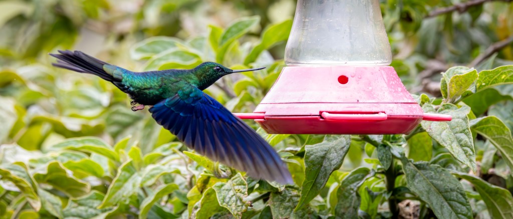 A vibrant hummingbird with green and blue feathers hovering near a red feeder surrounded by green foliage.