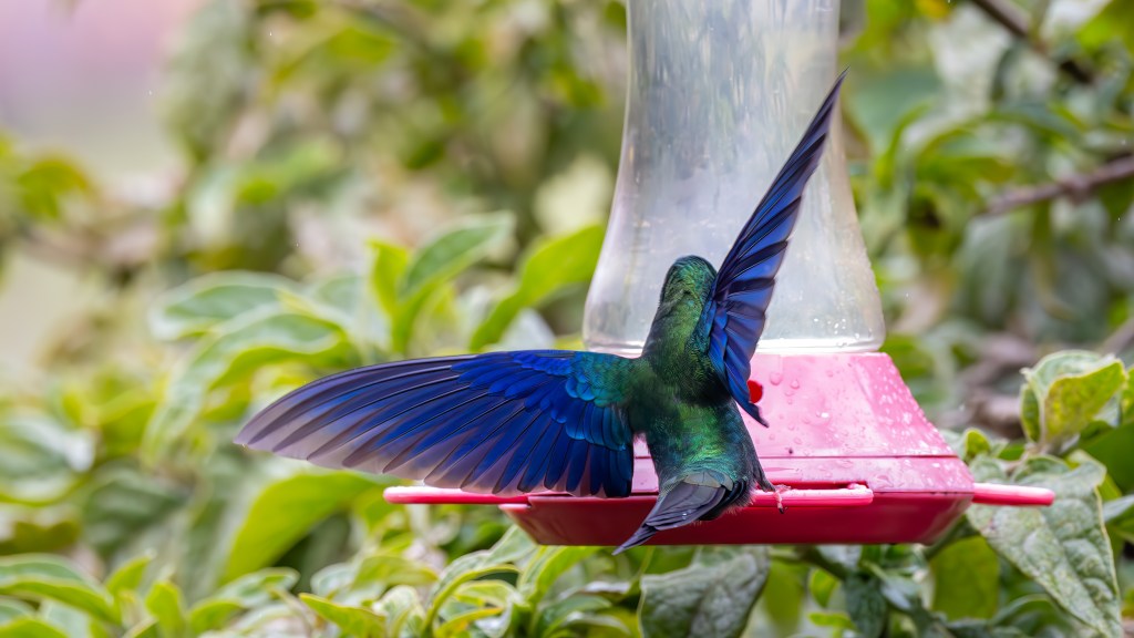 A vibrant hummingbird with iridescent green and blue feathers feeding from a red nectar feeder, surrounded by green foliage.