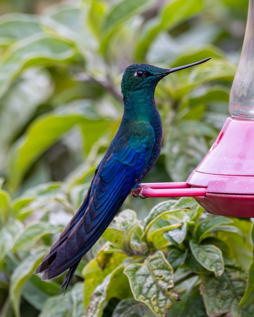 A vibrant hummingbird perched beside a pink feeder, with green and blue iridescent feathers, set against a backdrop of lush green leaves.