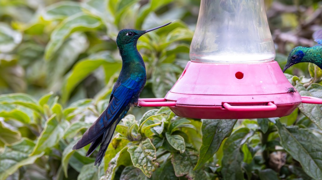 A vibrant hummingbird perched on a pink feeder, surrounded by lush green foliage.