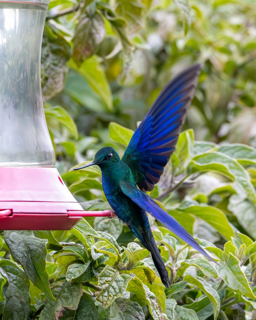 A vibrant hummingbird with iridescent green and blue feathers hovering near a pink hummingbird feeder surrounded by green foliage.