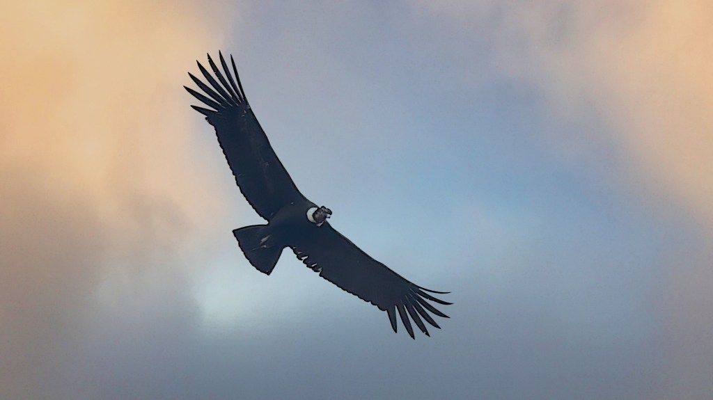 A majestic bird of prey soaring gracefully against a cloudy sky, showcasing its large wingspan.
