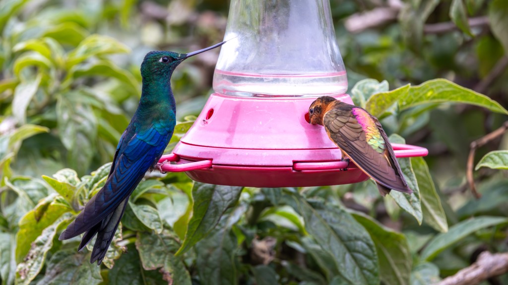Two hummingbirds feeding at a red nectar dispenser surrounded by green foliage.