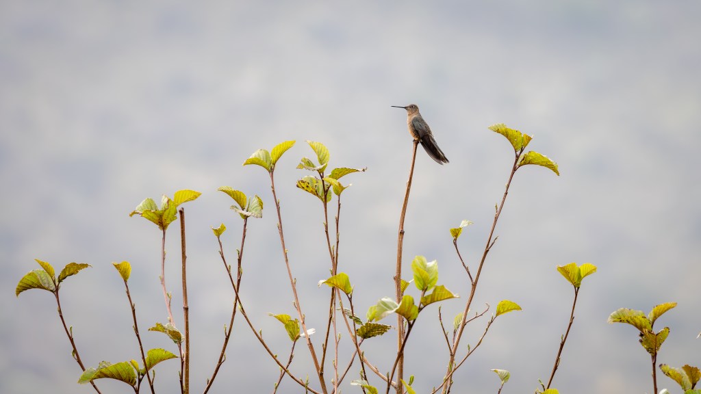 A bird perched on a thin branch surrounded by green leaves, with a blurred natural background.